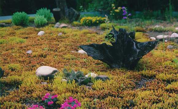Im Vordergrund Zwergnelken, dahinter Kaktus und hinter Baumwurzel Glockenblume im Frühjahr 1999