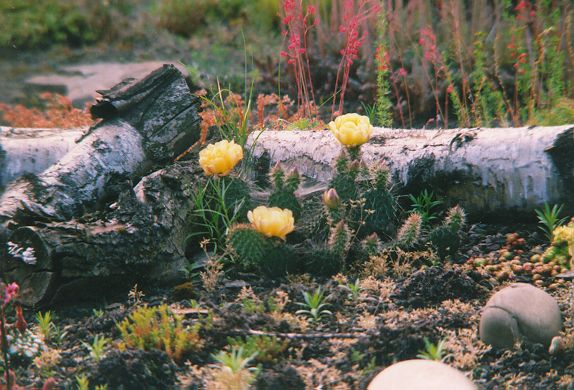 Blühender Kaktus etwas näher im Sommer 1999