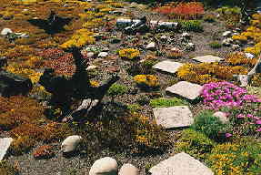 Ansicht unseres Dachgartens im Sommer 1998